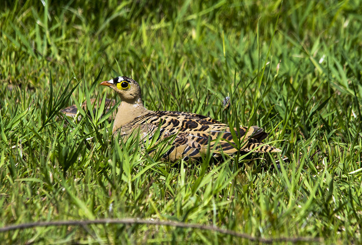 Pterocles quadricinctus