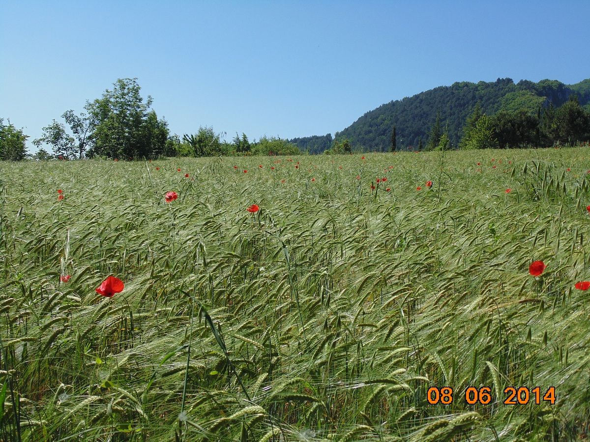 Wheat and poppies