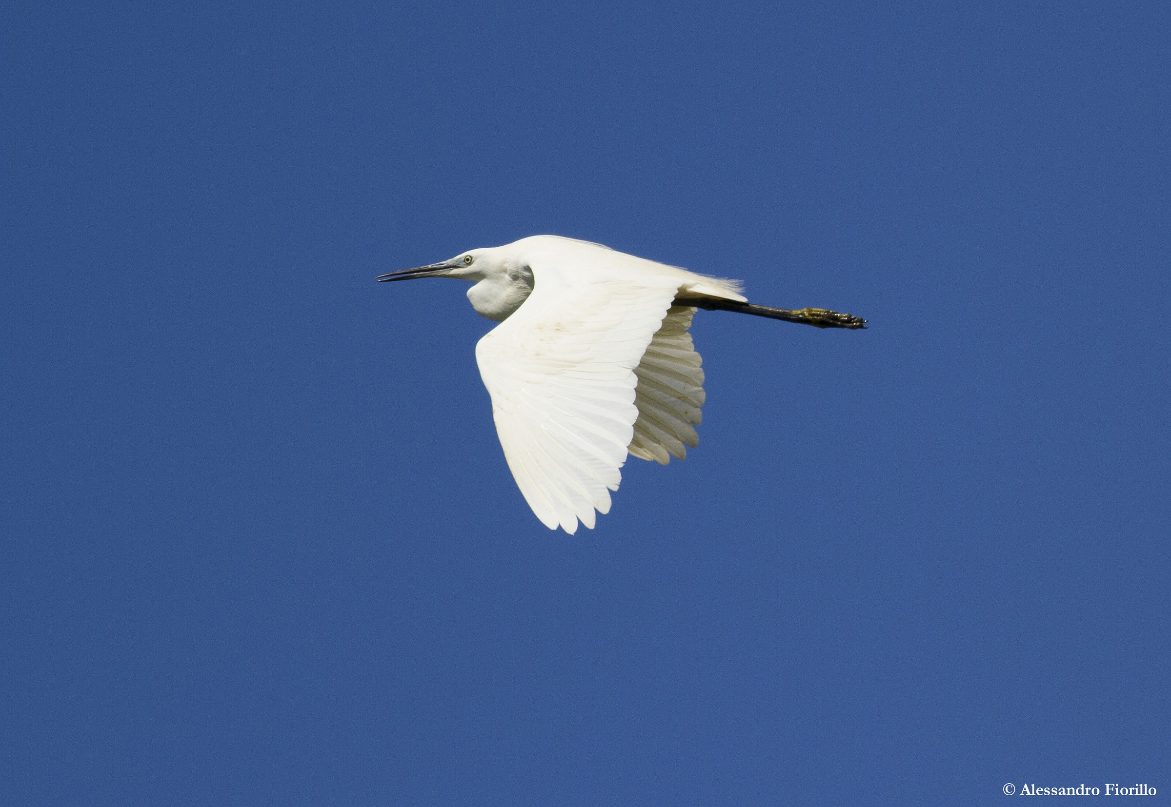 Little Egret Egretta
