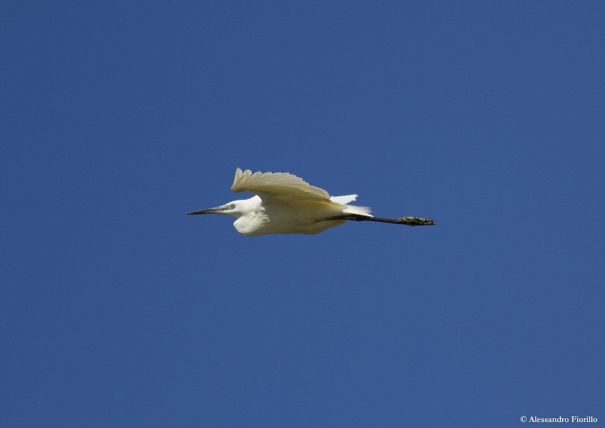 Little Egret Egretta