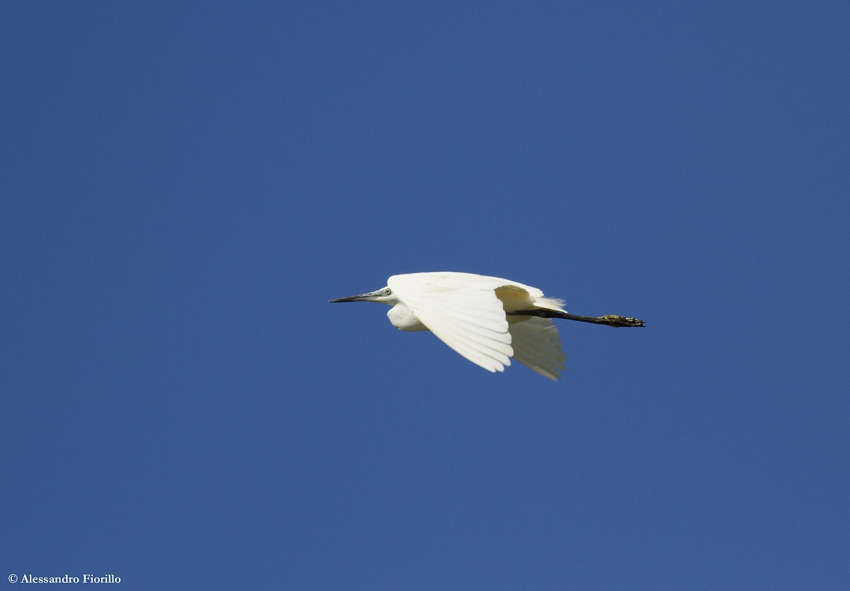 Little Egret Egretta