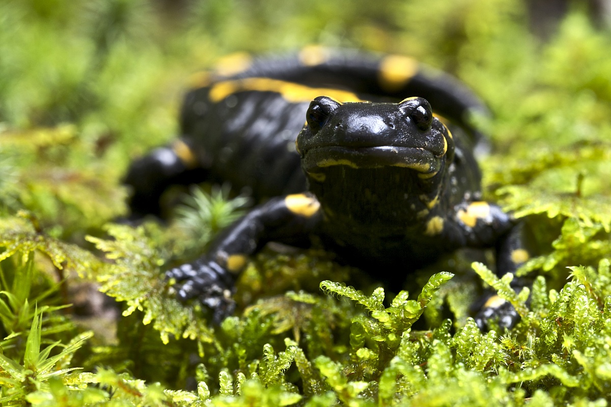 Salamandra salamandra