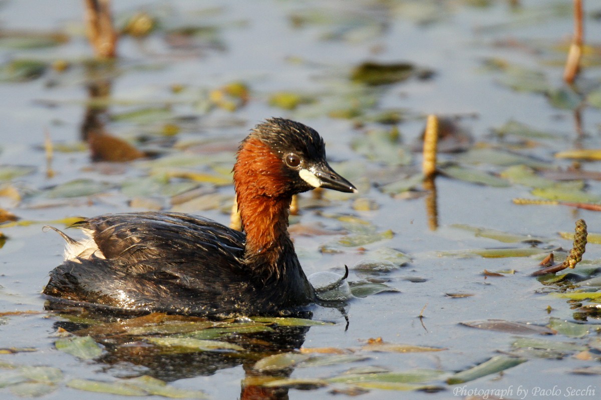 Little Grebe