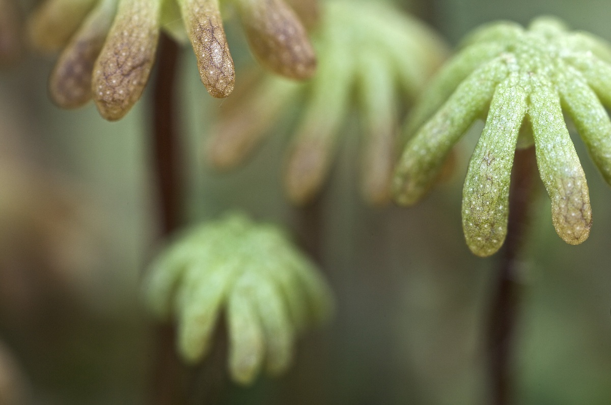 Marchantia polymorpha