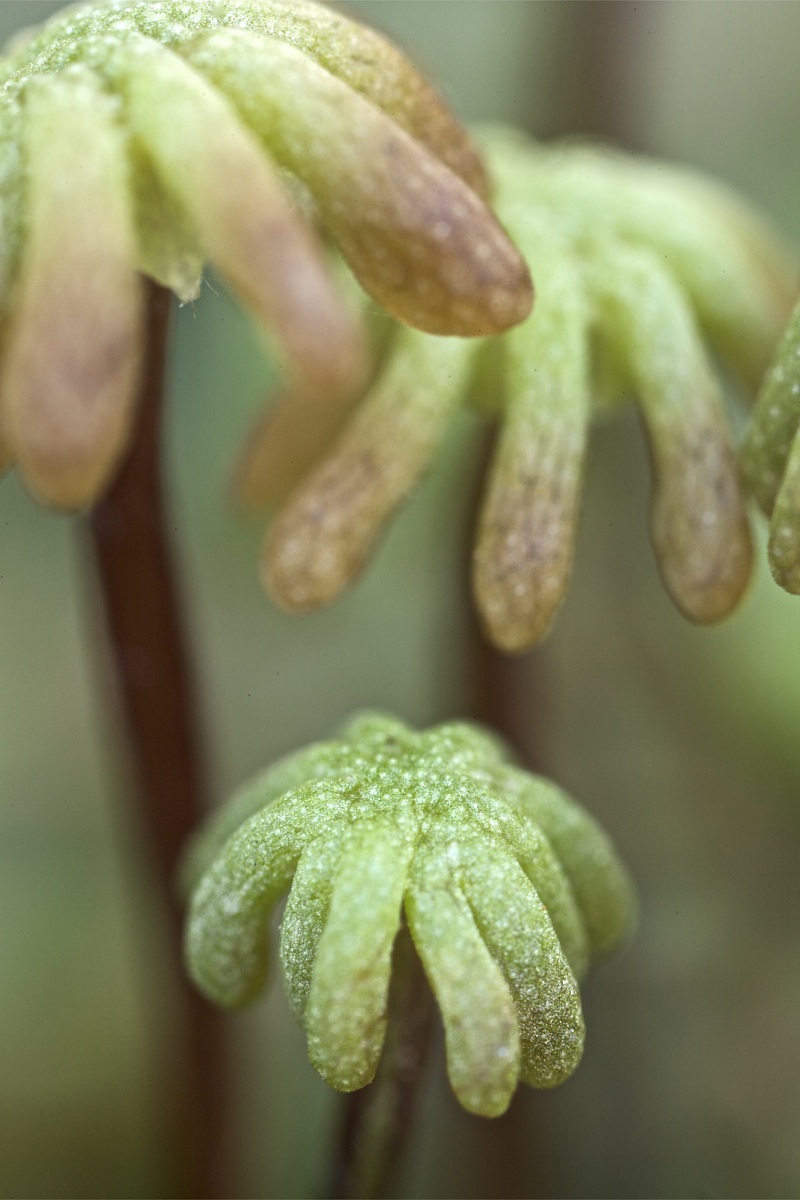 Marchantia polymorpha