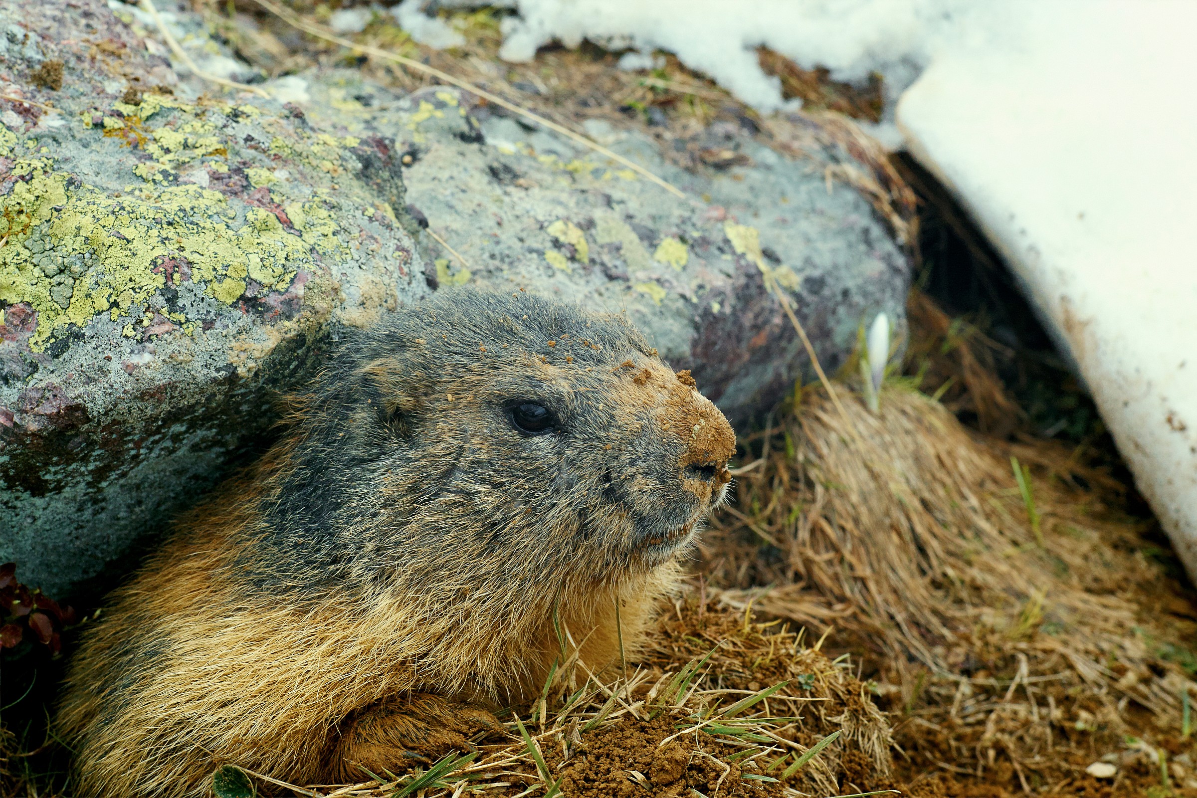 the awakening of the marmot II
