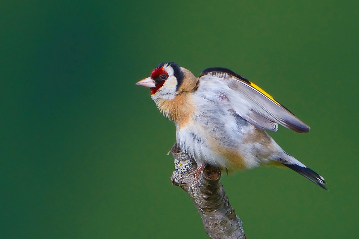 Goldfinch