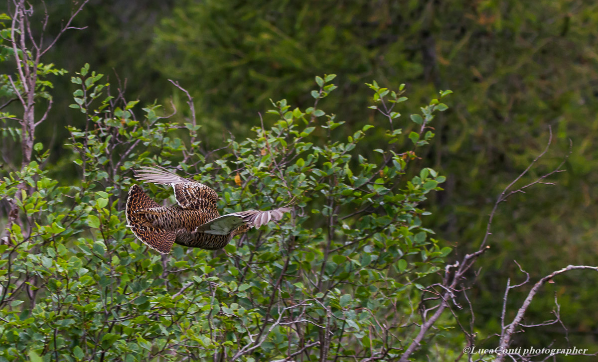 gallo forcello (tetraonidi ) Valsassina
