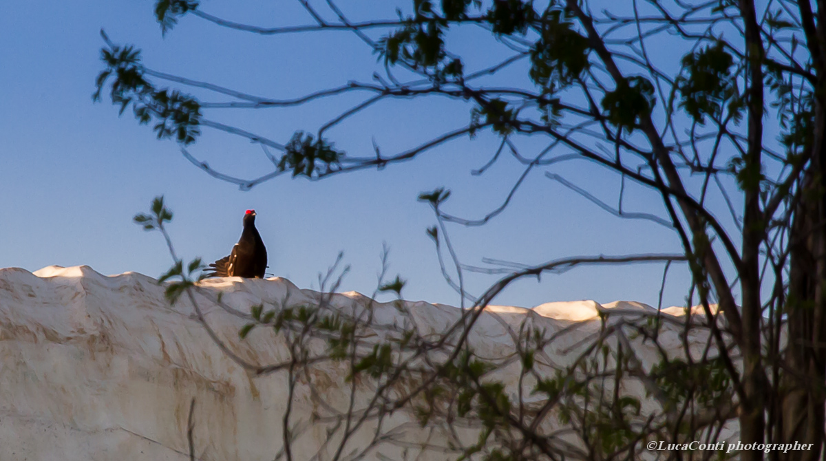 grouse (grouse) Valsassina