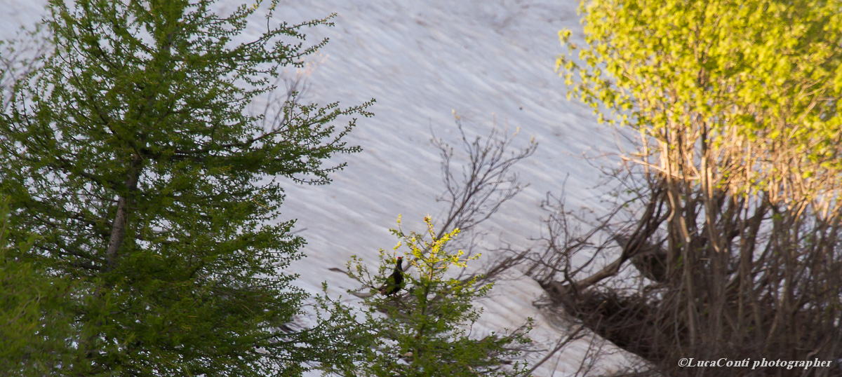 grouse (grouse) Valsassina