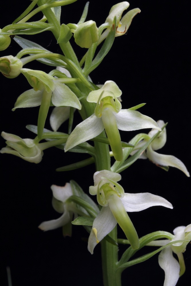 Platanthera chlorantha - Isole Dora