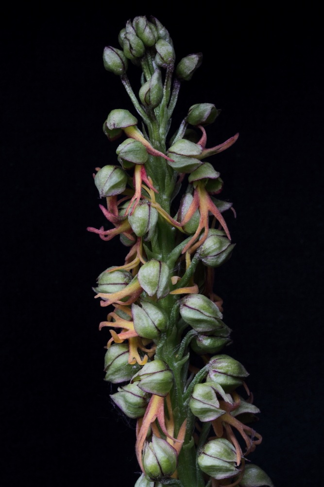 Orchis Anthropophora - Pont Ventous