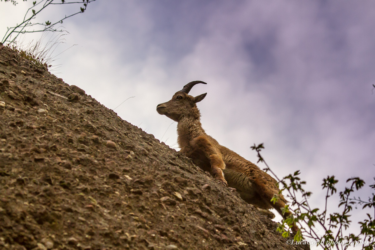 Stambecchi ,Valsassina