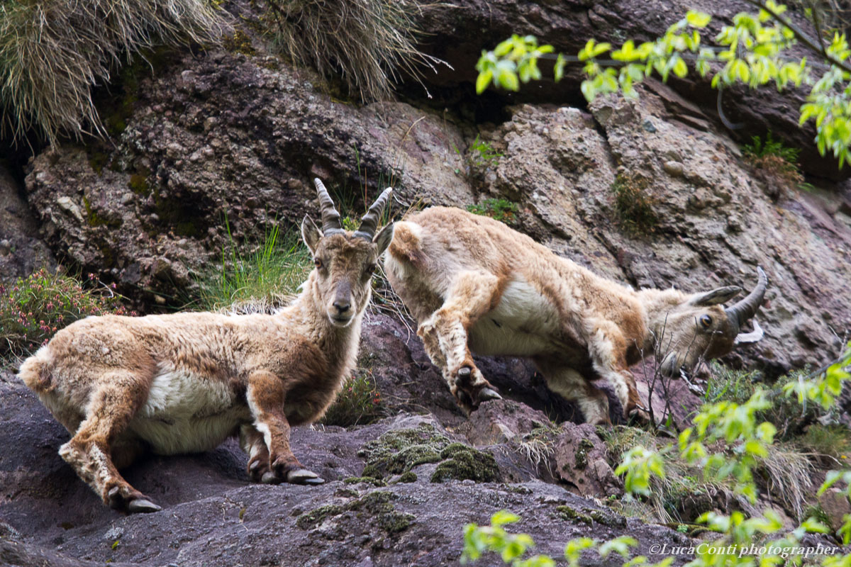 Ibex, Valsassina