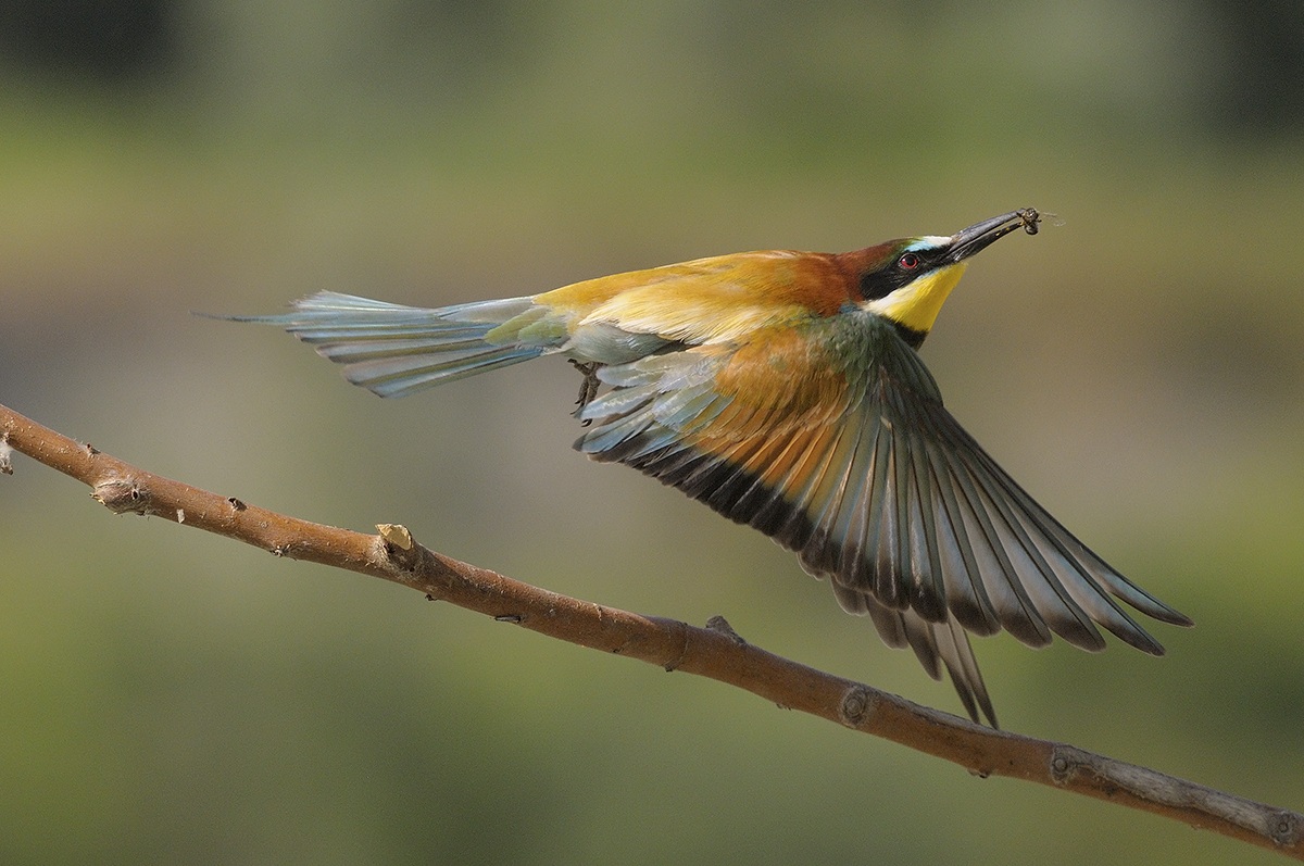 Bee-Eater
