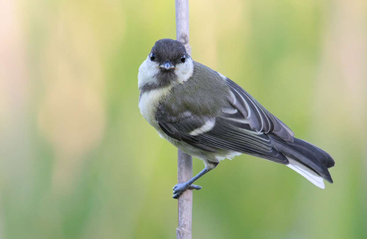 Young tit