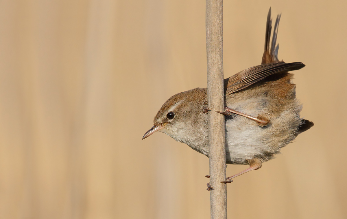 Cetti's Warbler
