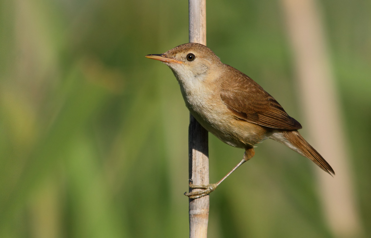 reed warbler