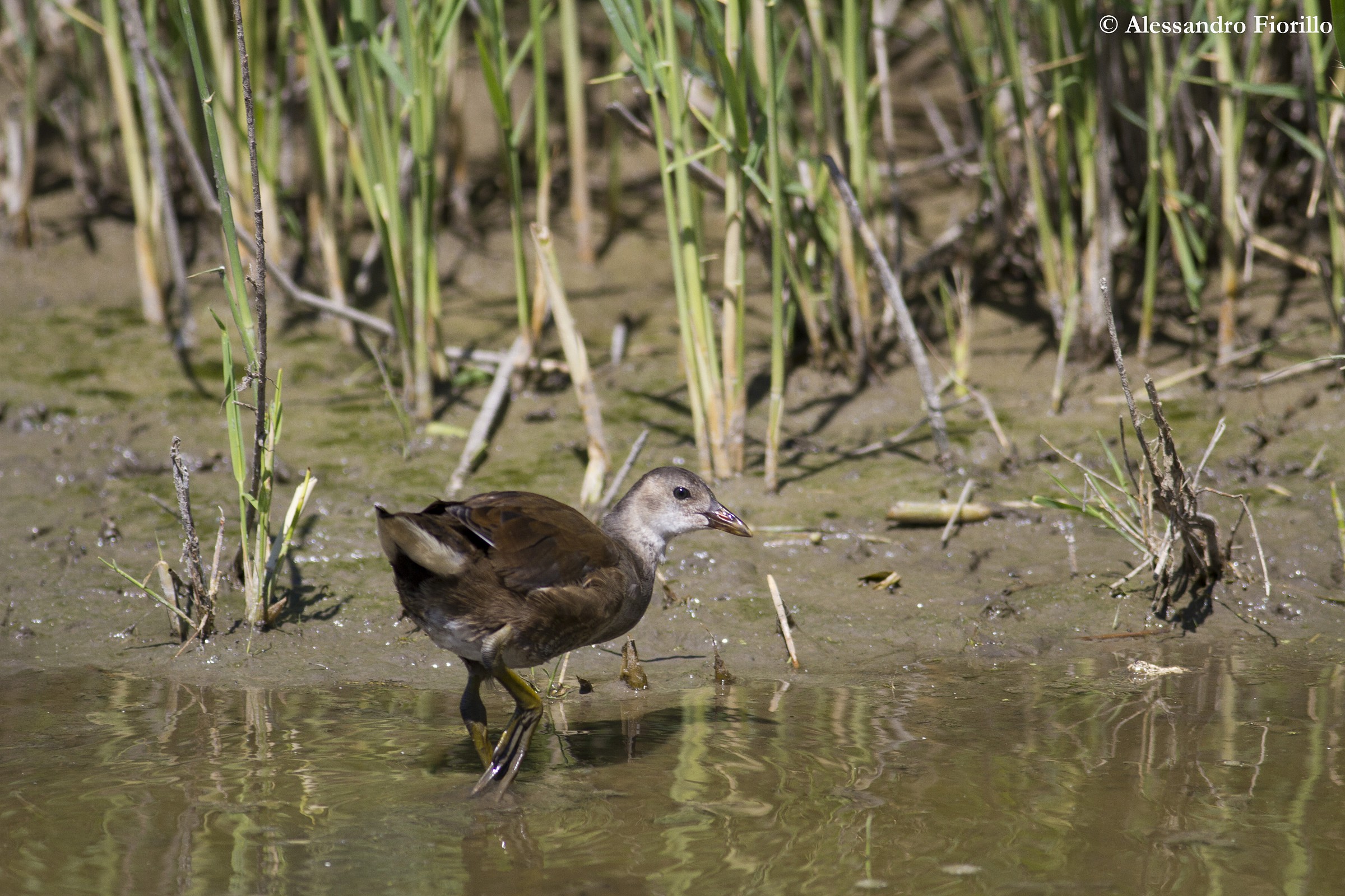 Young Moorhen