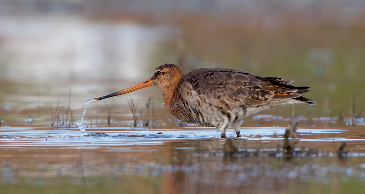 Pittima reale e verme
