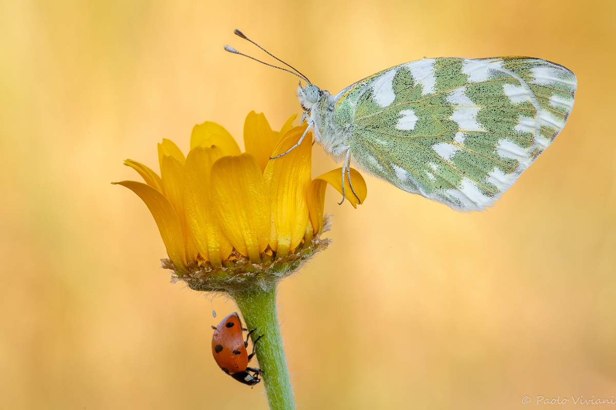 Pontia.... Fortunata :)