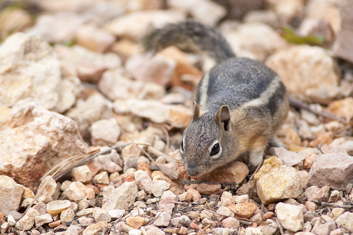 scoiattolo grigio occidentale