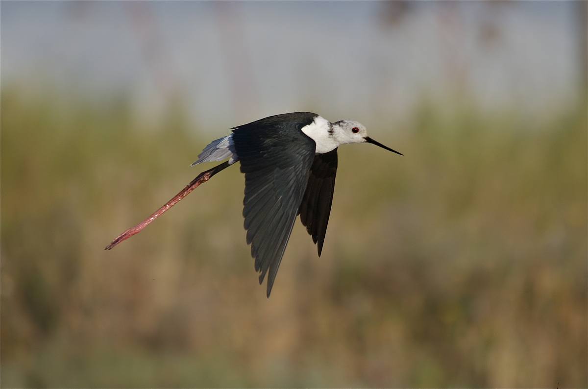Cavaliere in volo con ambiente sfuocato