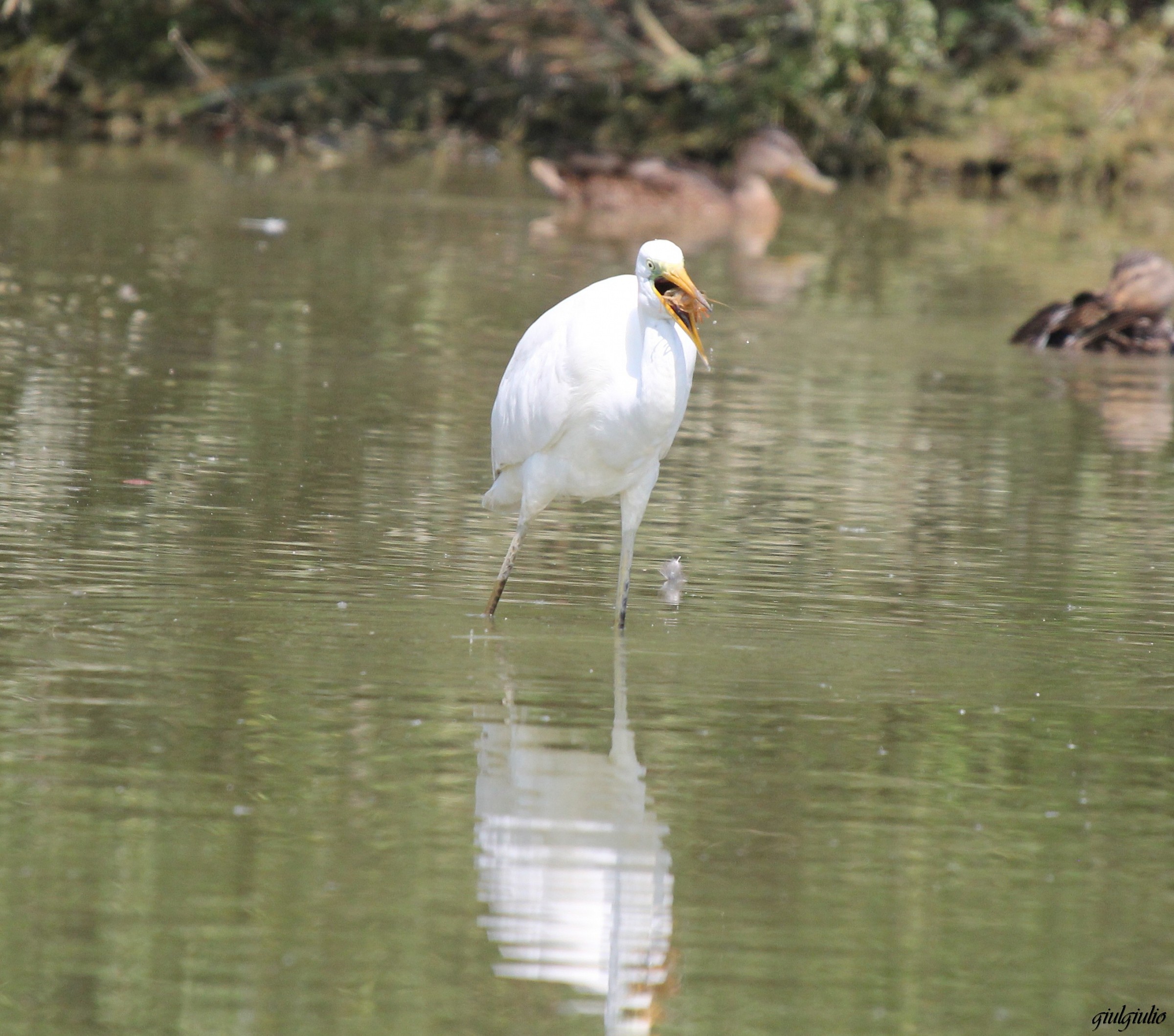 white heron with shrimp