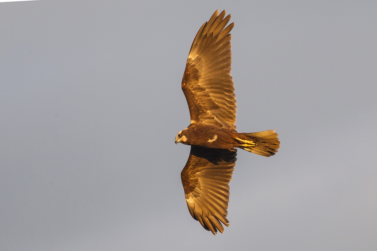 Marsh Harrier