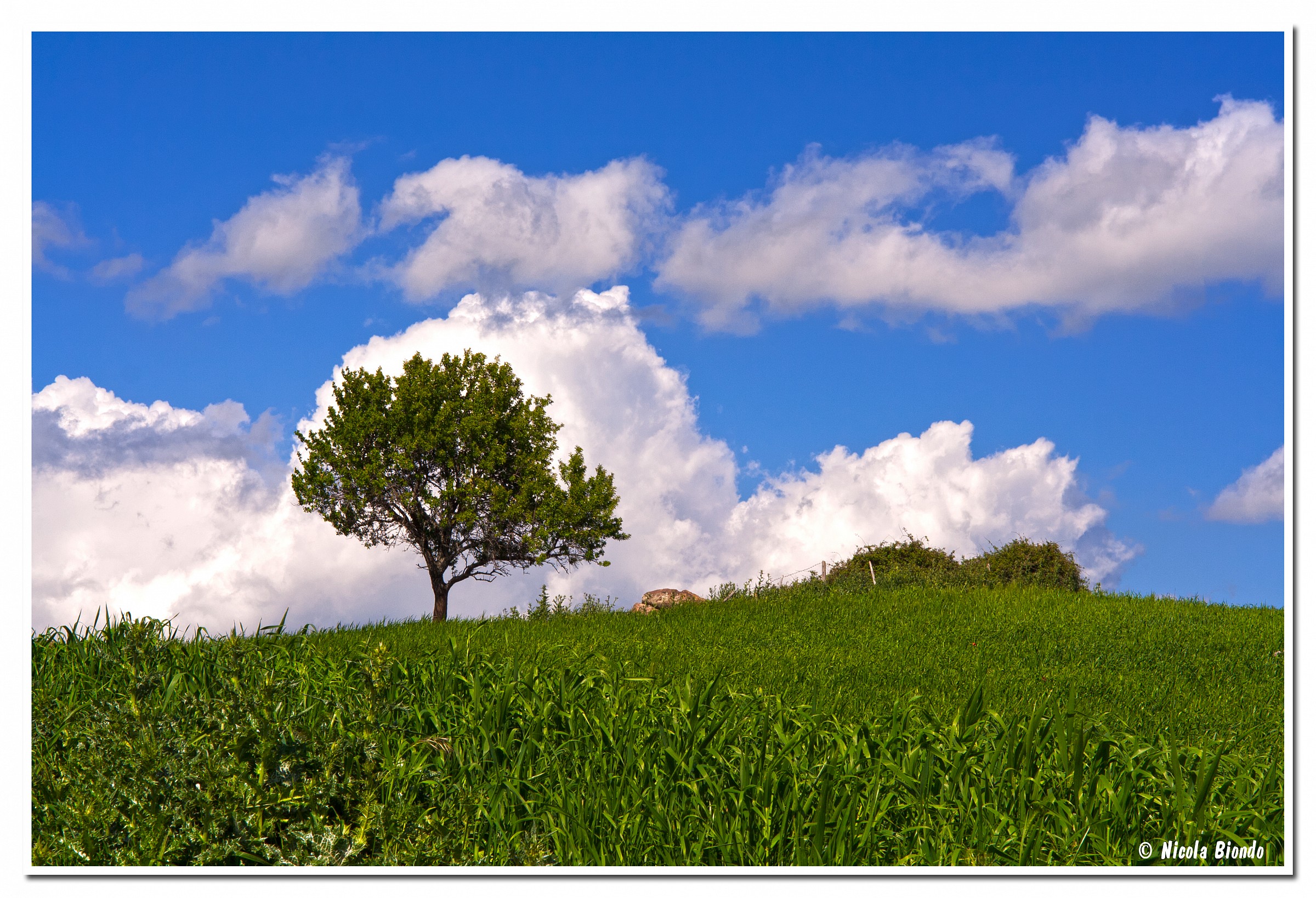 Albero ad Aprile 2008