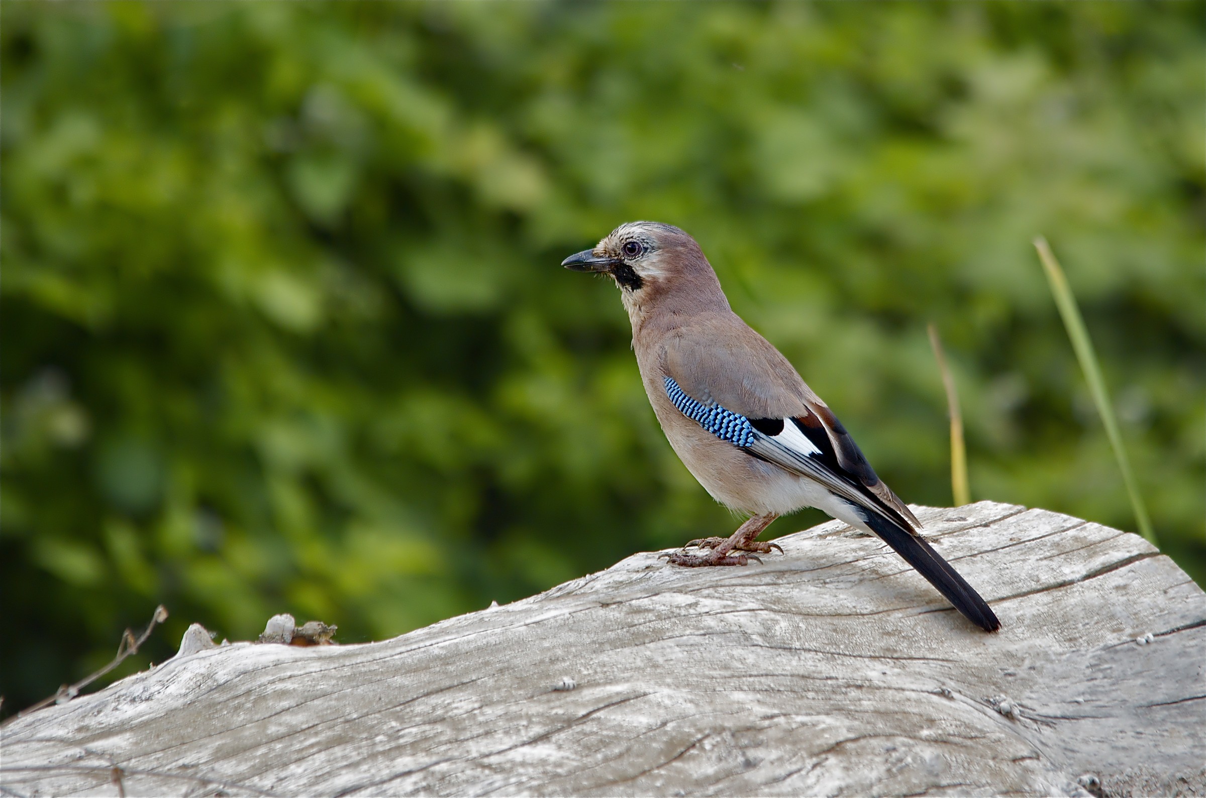 Ghiandaia con ambiente sfuocato