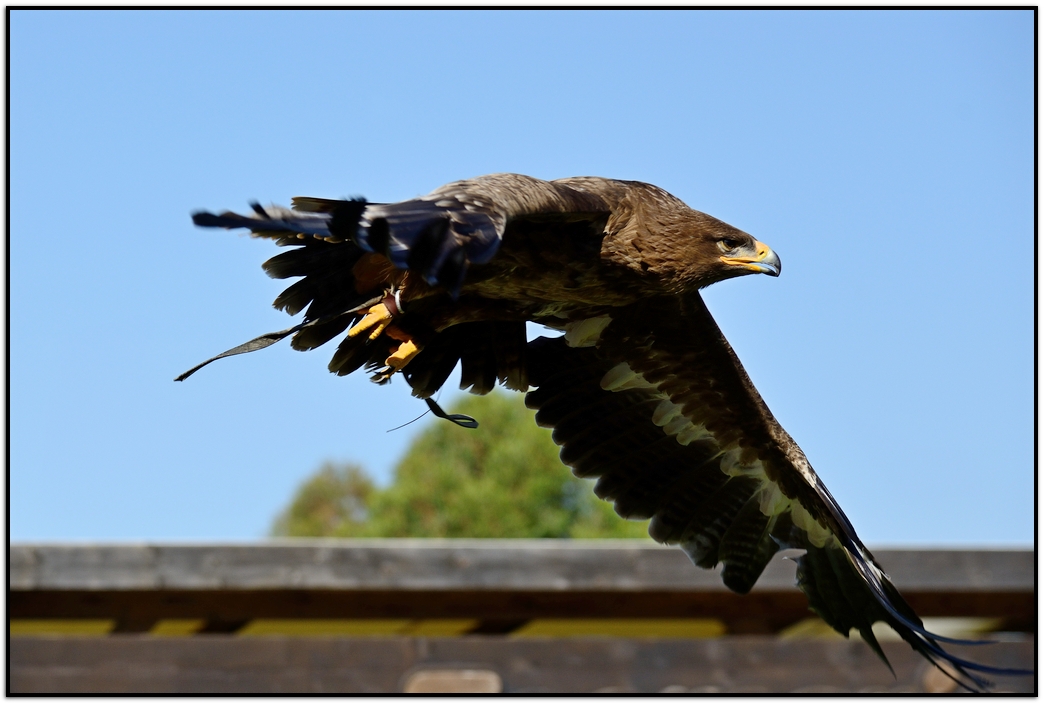 Eagle in flight