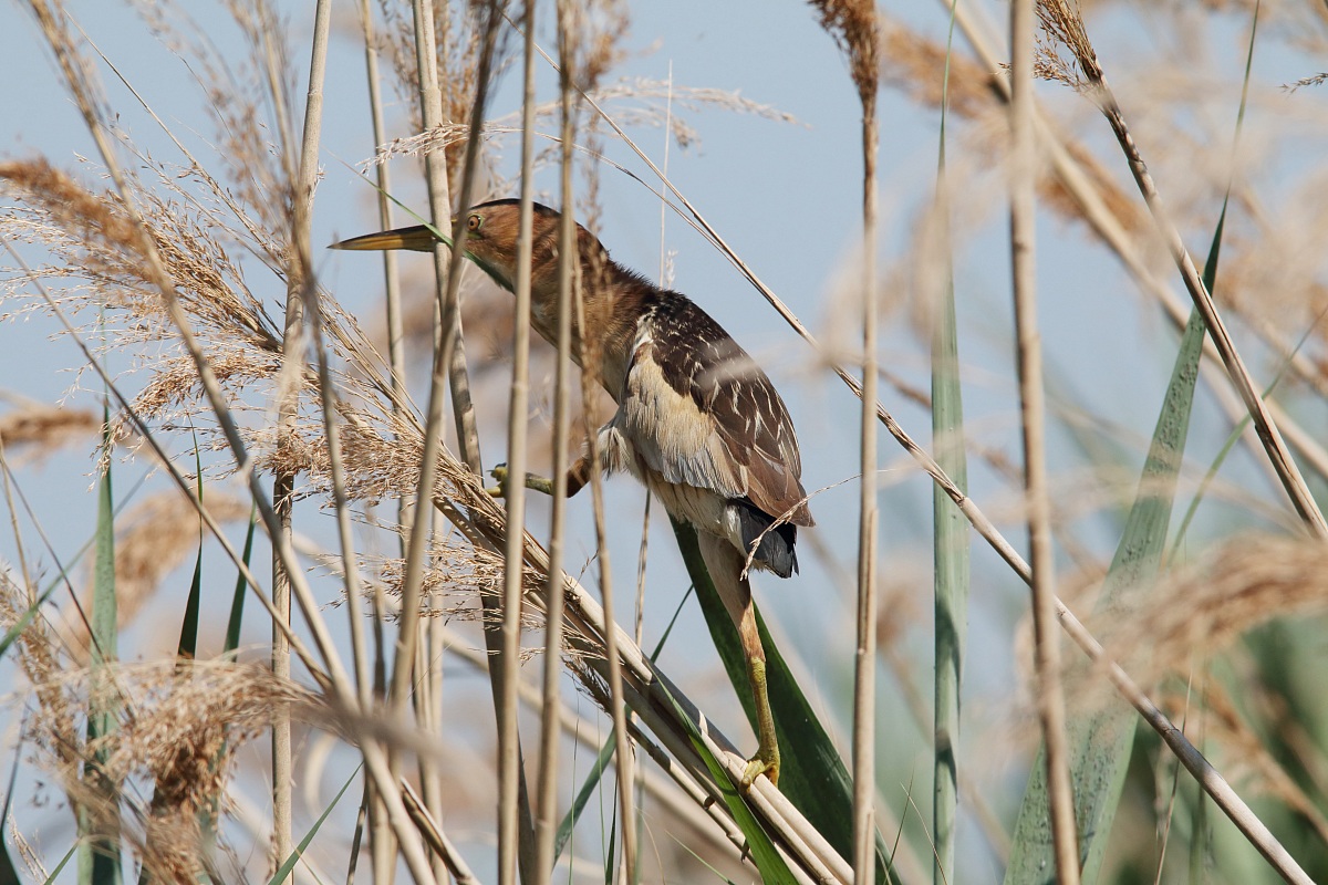 Tarabusino nel canneto