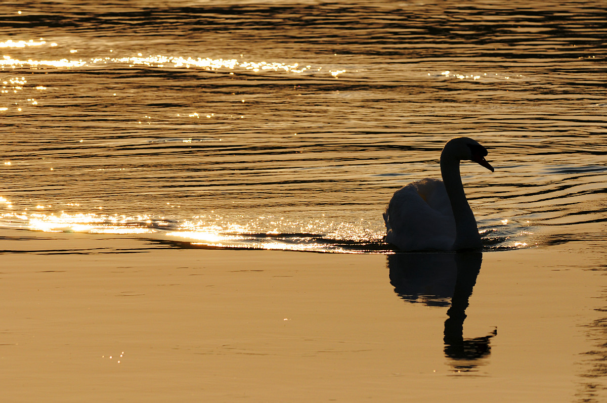 Swan at the sunset