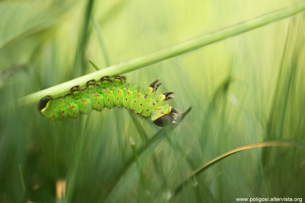 Bruco di Actias luna