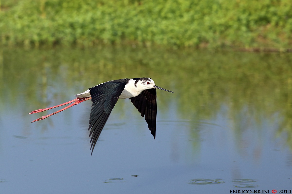 Cavaliere in volo.....
