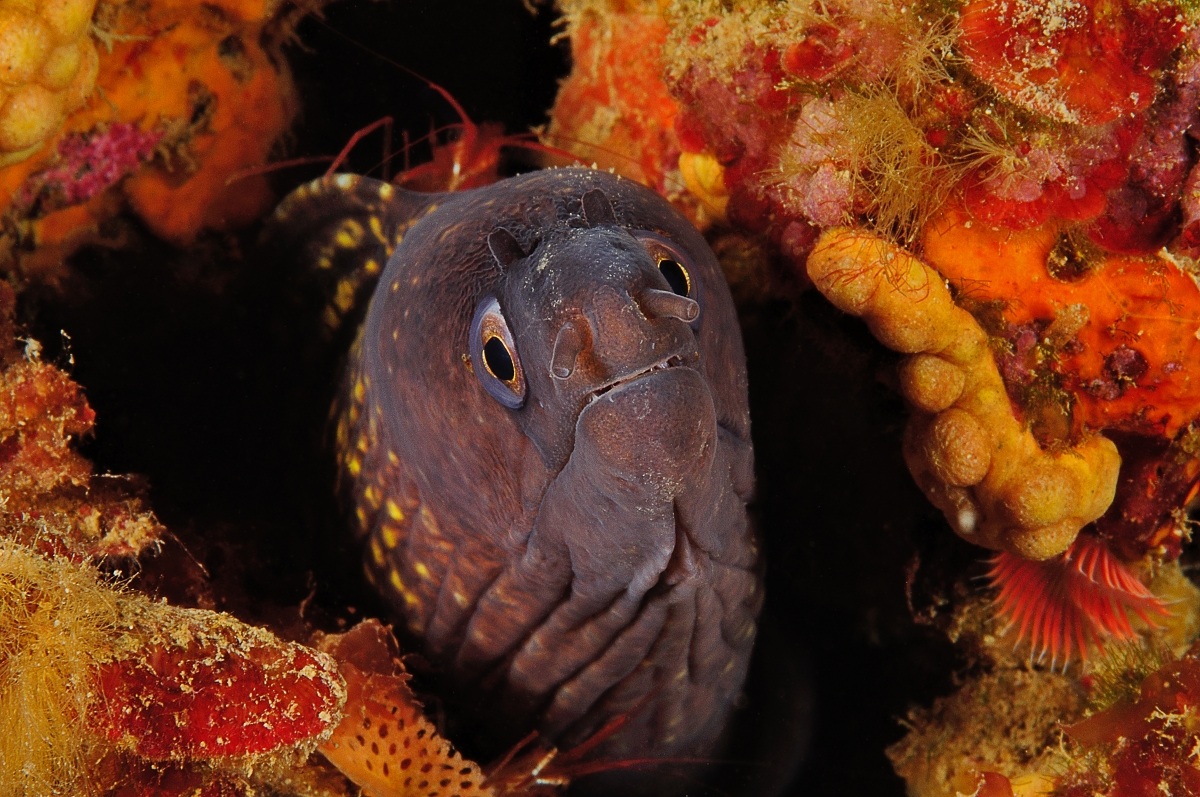 Moray