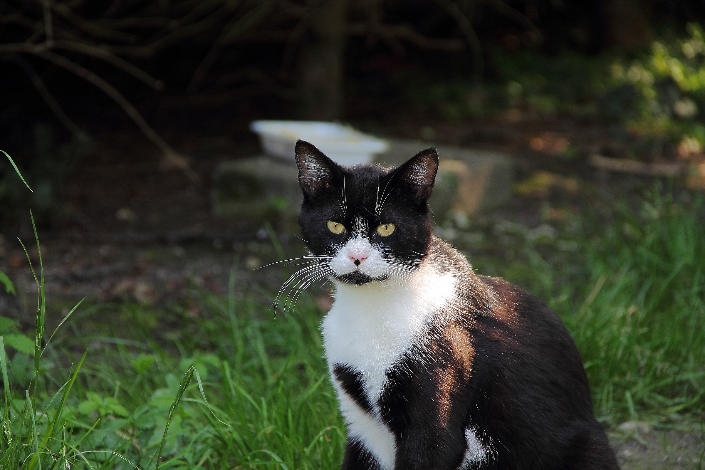 Un Bel Gattino Bianco & Nero