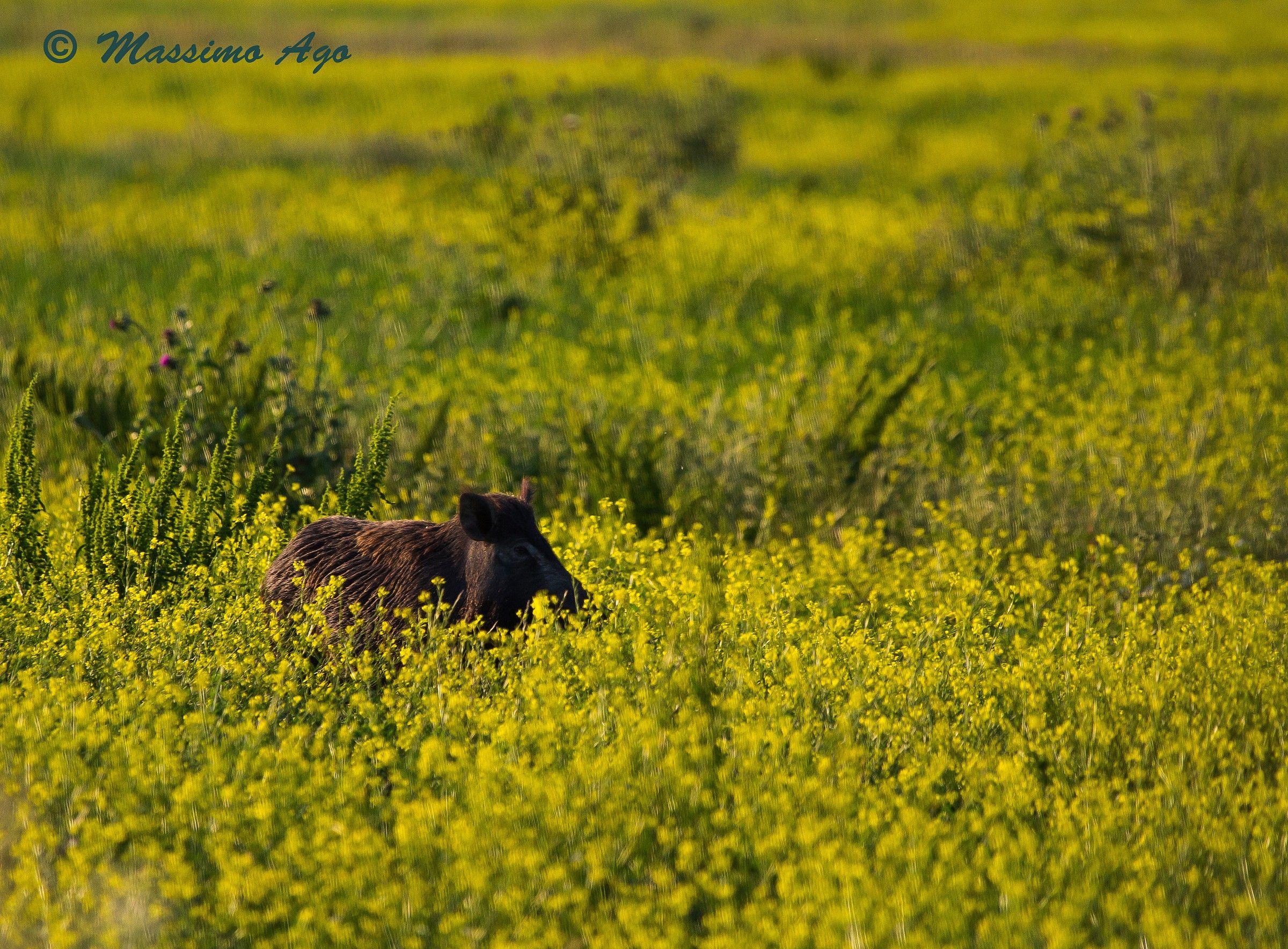 Mimetizzazione fallita!