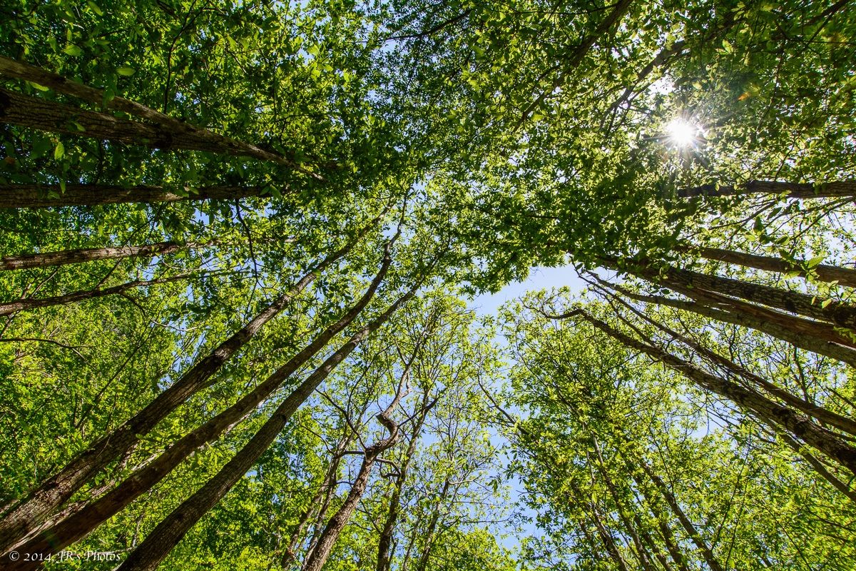 Beech trees towards the sun