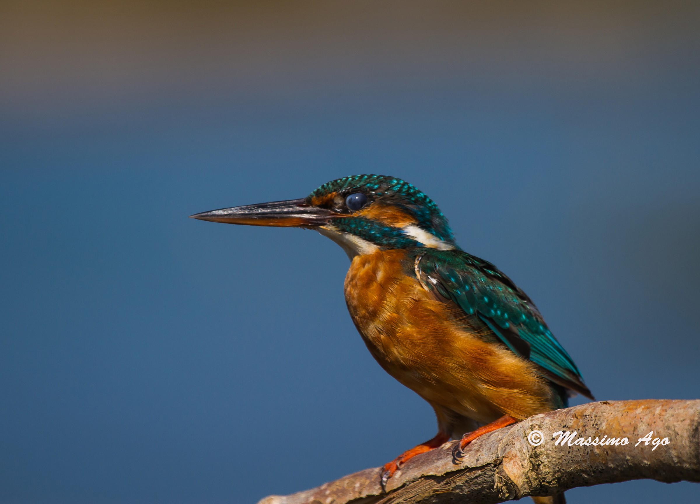 Una foto di profilo ...