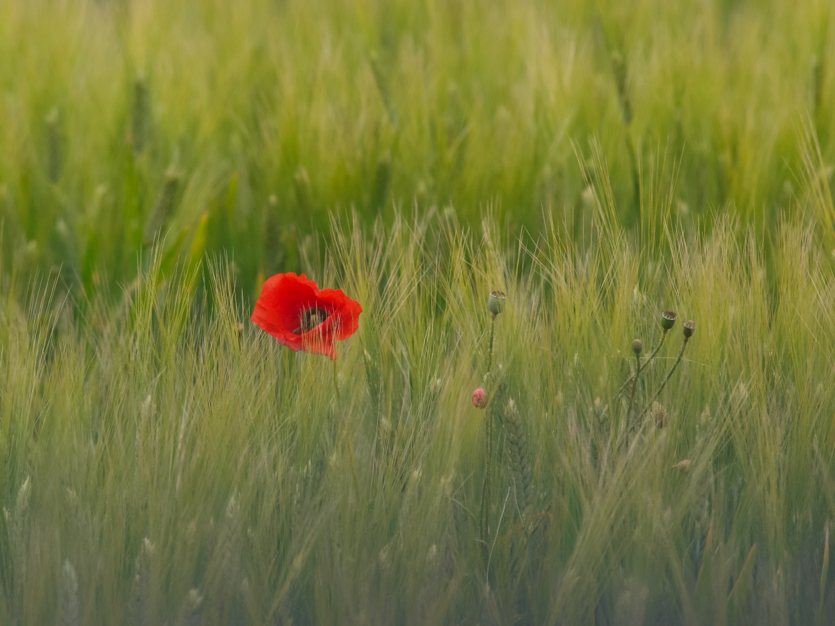 Red among the wheat