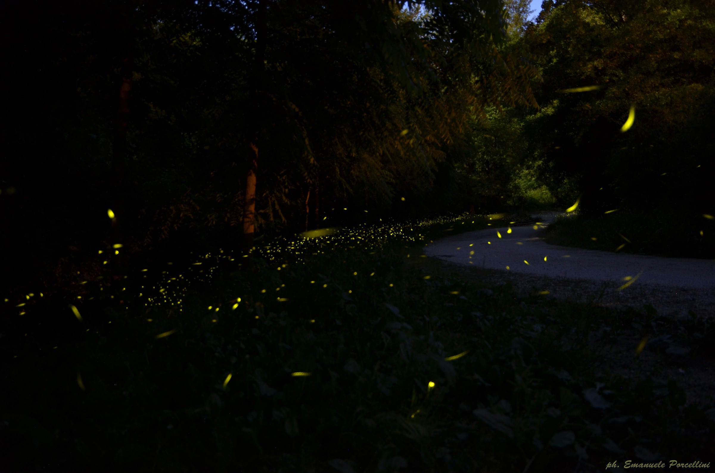 Fireflies