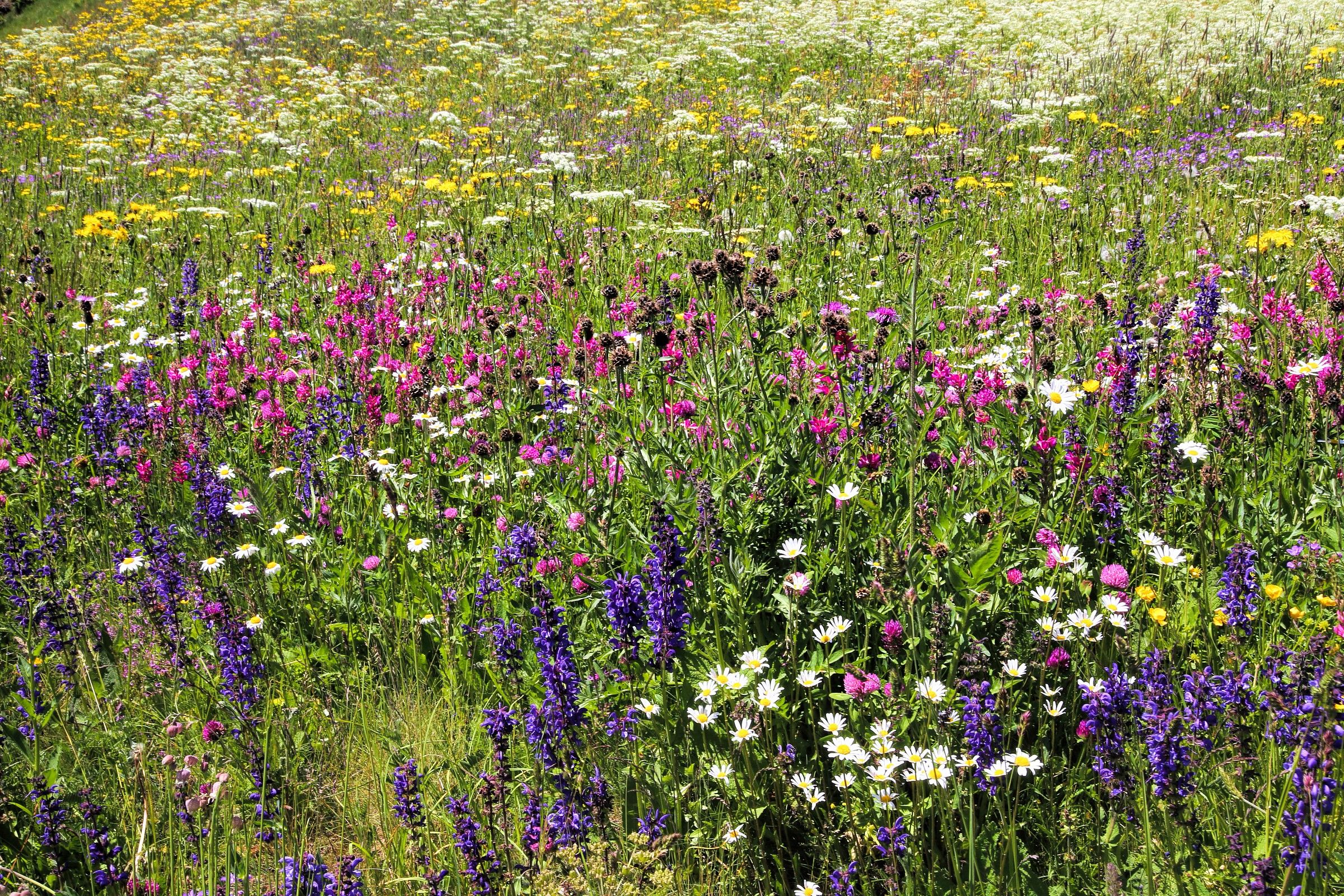 ecco perché alcune mucche svizzere sono viola