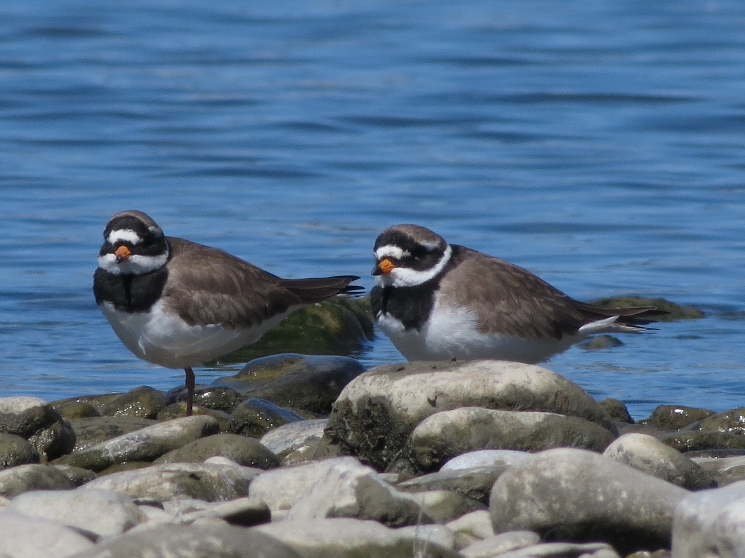 Ringed Plover