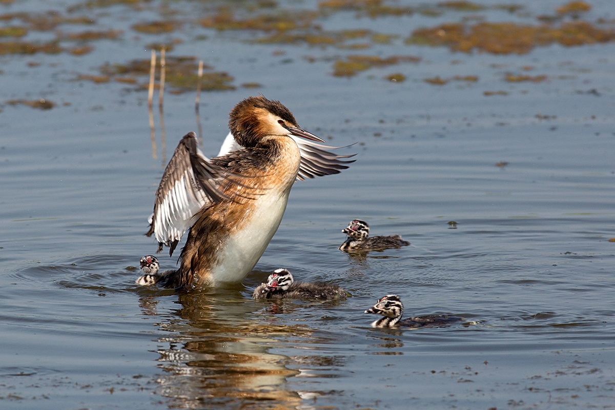 Under the wings of the mother