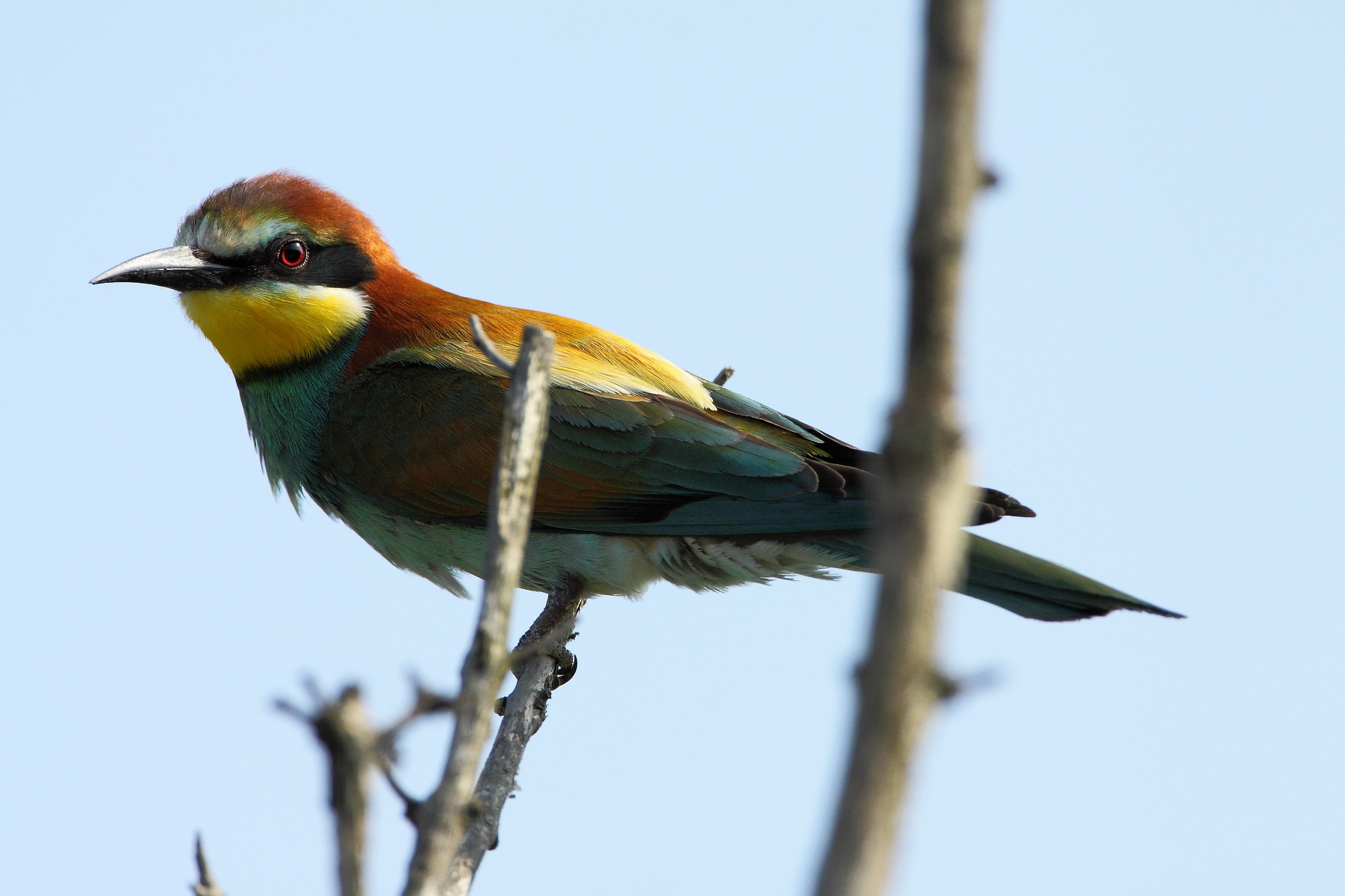 bee-eater with its beak still intact on arrival in May
