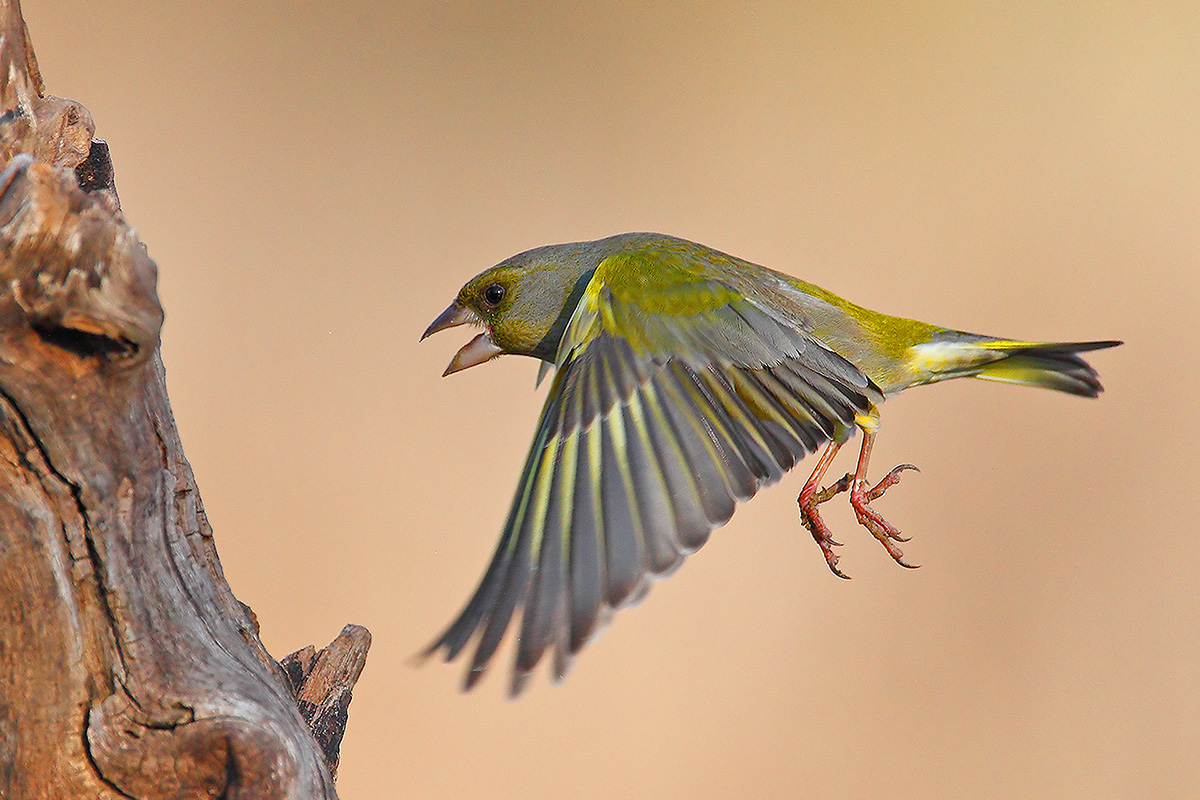 Chloris chloris - in flight -