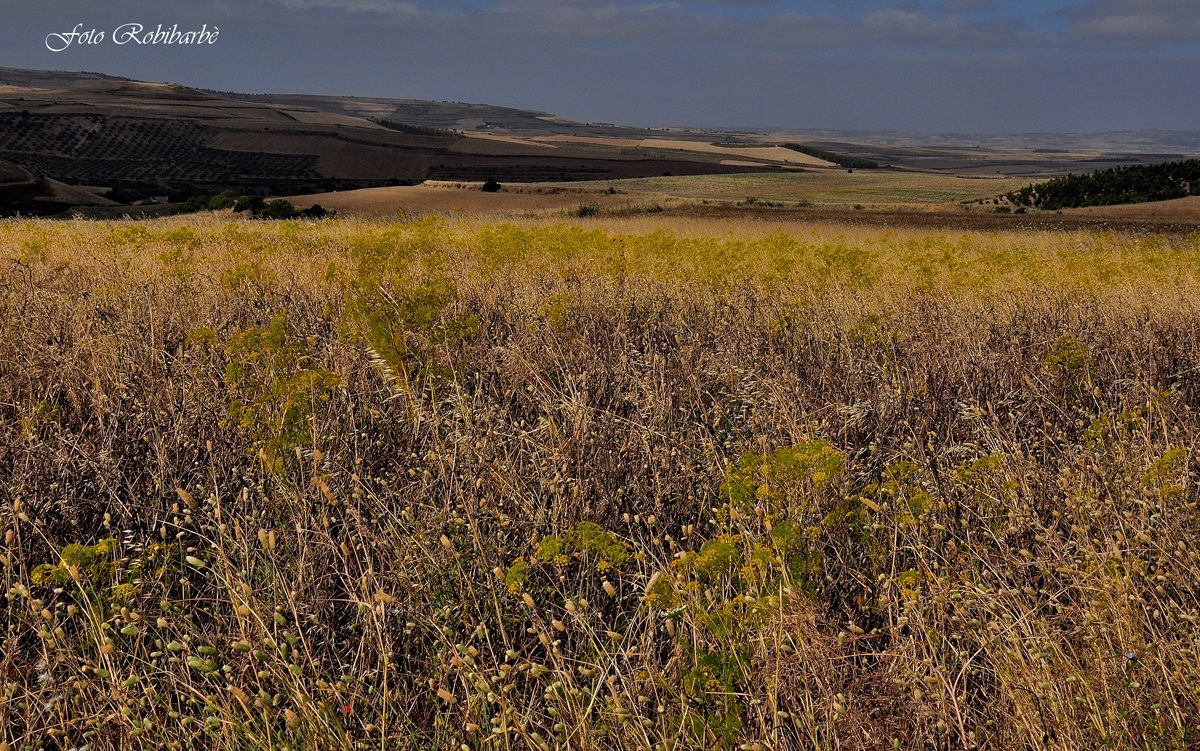 Rolling hills ... Sulcis ...