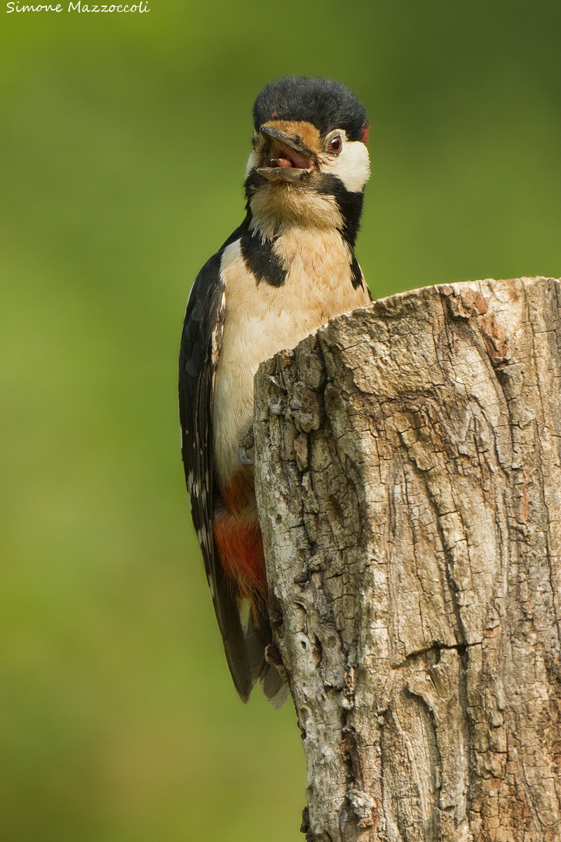 Picchio rosso maggiore maschio....incazzato